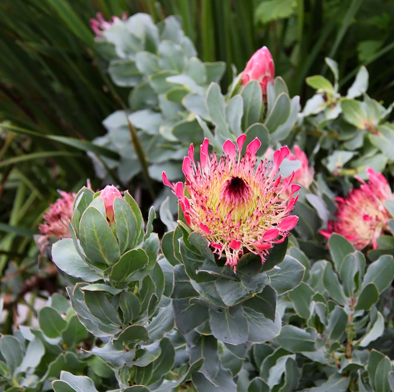 Proteaceae