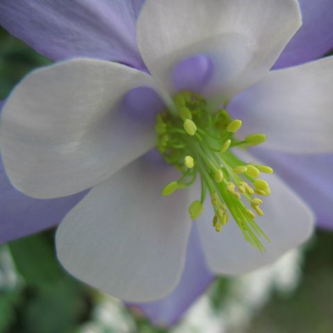 Columbine Bunting Songbird Series Large Sky Blue And White Seriate