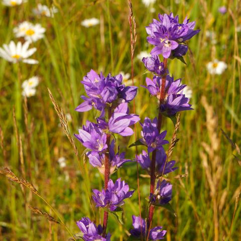 Campanula Glomerata Var Acaulis Bellflower Covered With Large Lilac