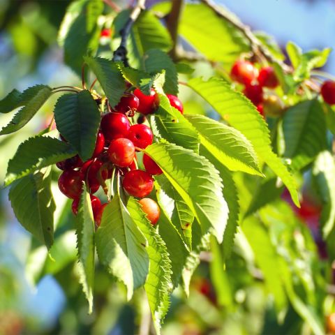 Prunus Cerasus Kelleriis Large Fruited Sour Cherry Tree