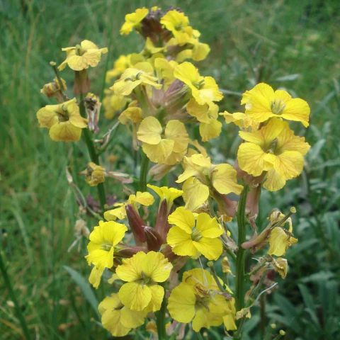 Erysimum Jubilee Gold Dwarf Wallflower With Golden Yellow Flowers