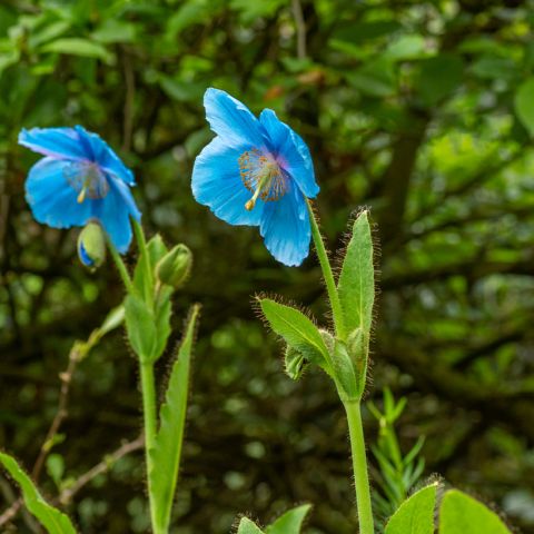 Meconopsis Betonicifolia Himalayan Blue Poppy A Rare And