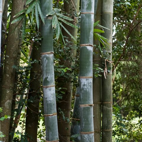 Phyllostachys Nigra Henonis Giant Bamboo With Olive Green Stubble