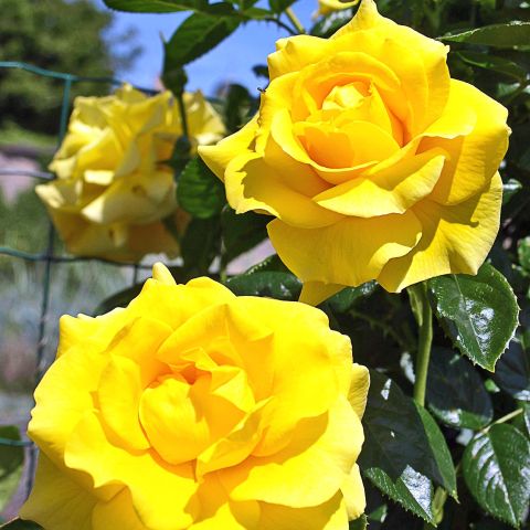 Golden Boy Rose Repeat Flowering Climbing Rose Vigorous With