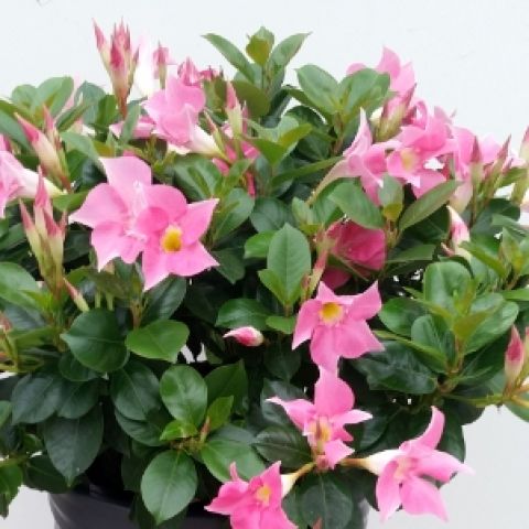 Dipladenia Diamantina Jade Rose Compact And Trailing Mandevilla With