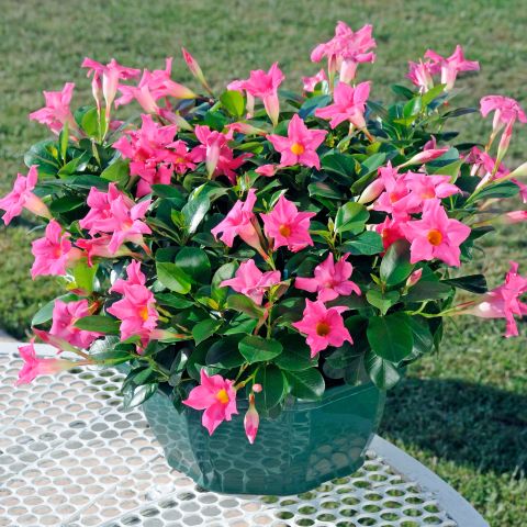 Dipladenia Diamantina Jade Pink Mandevilla Compact And Trailing