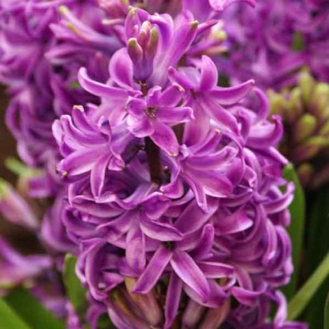 Purple Sensation Hyacinth Hyacinthus Orientalis Single Flowered