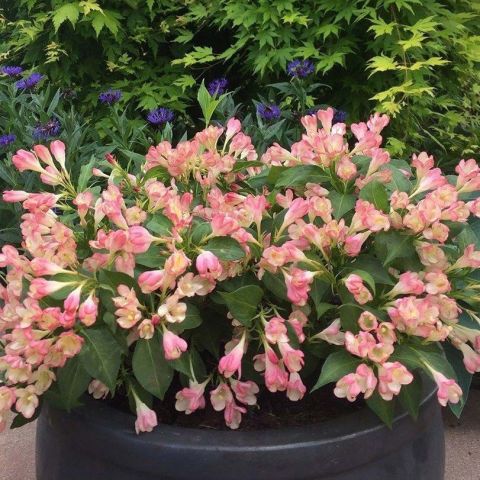 Weigela All Summer Peach Dwarf Weigela With Pink And Peach Flowering