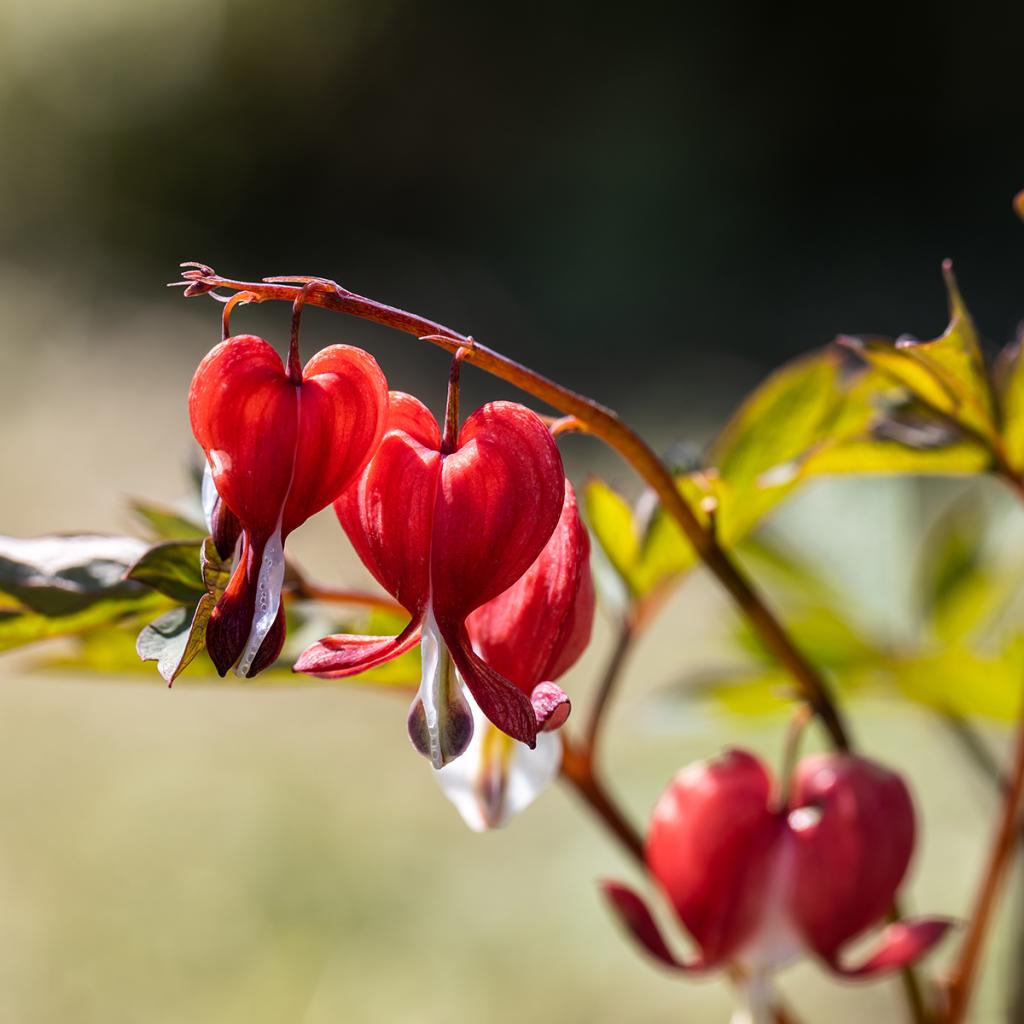 Dicentra Spectabilis Valentine Compact Bleeding Heart A Perennial