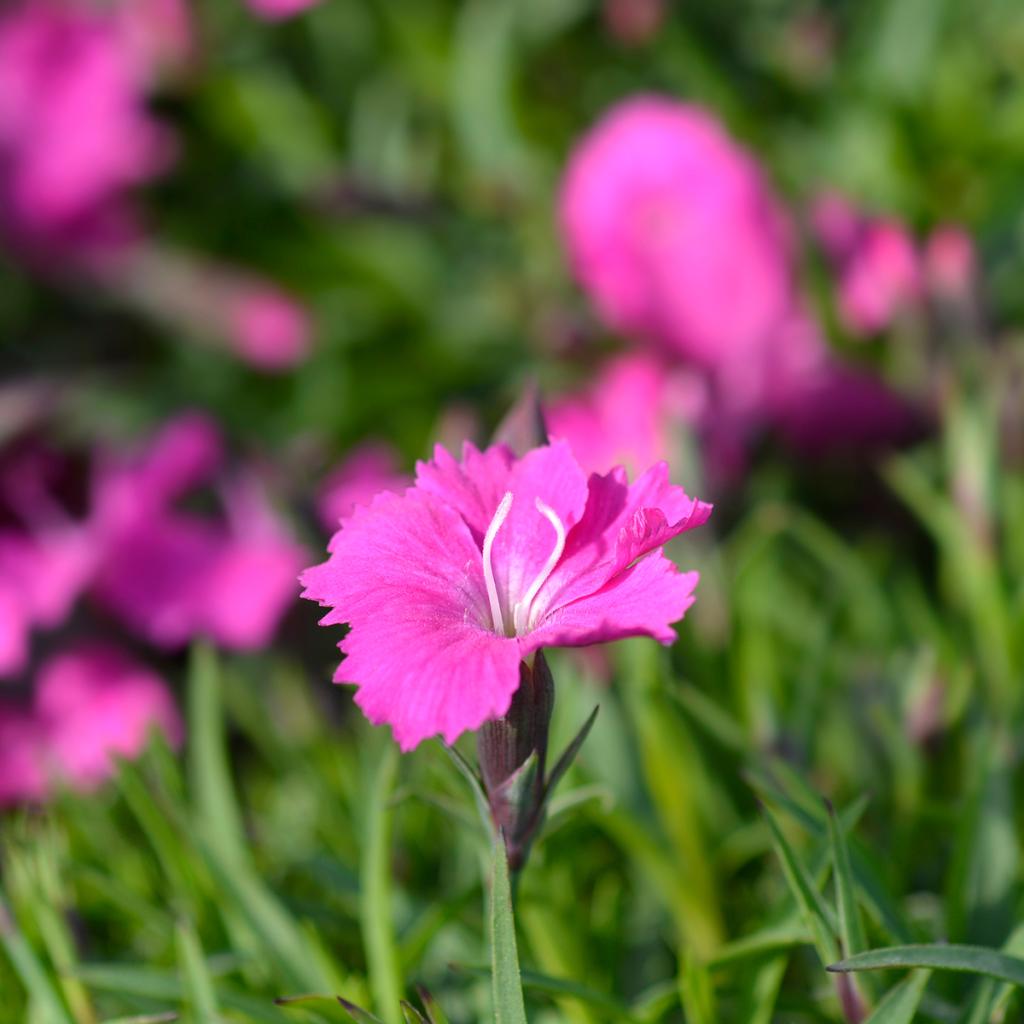 Dianthus Gratianopolitanus Kahori Naked Midrib Pink Carmine Flowers