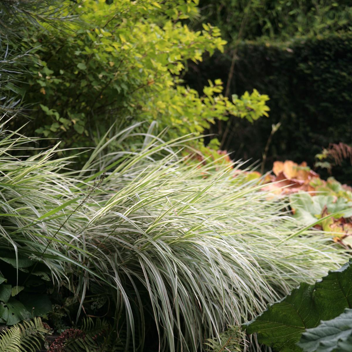 Miscanthus Sinensis Variegatus Variegated Grass With Silver Foliage