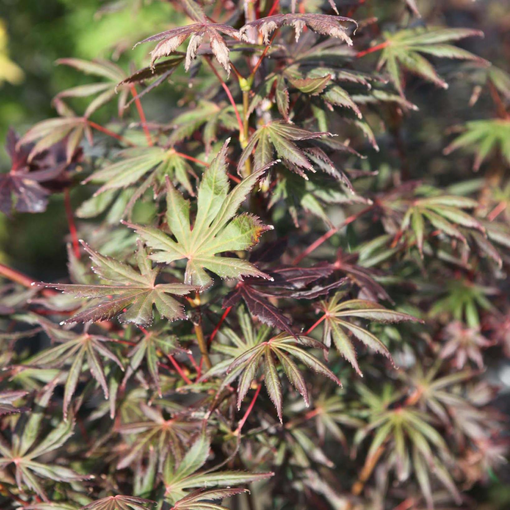 Acer Palmatum Trompenburg Japanese Maple With Purple Red Foliage