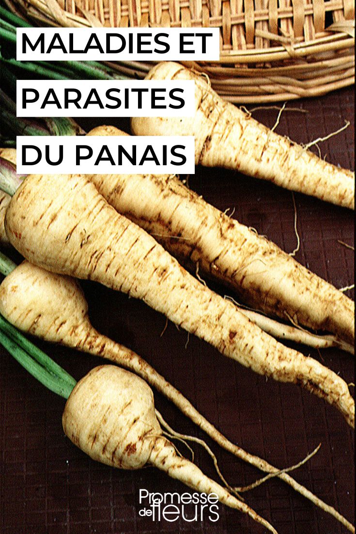 Caring for Parsnips