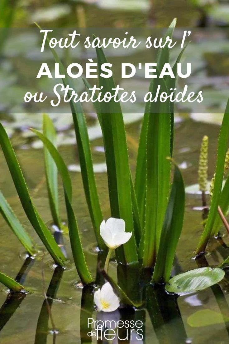 water aloes