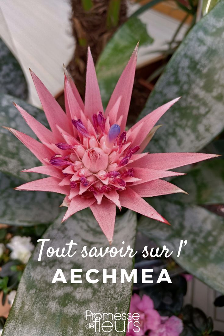 Aechmea's pink flower