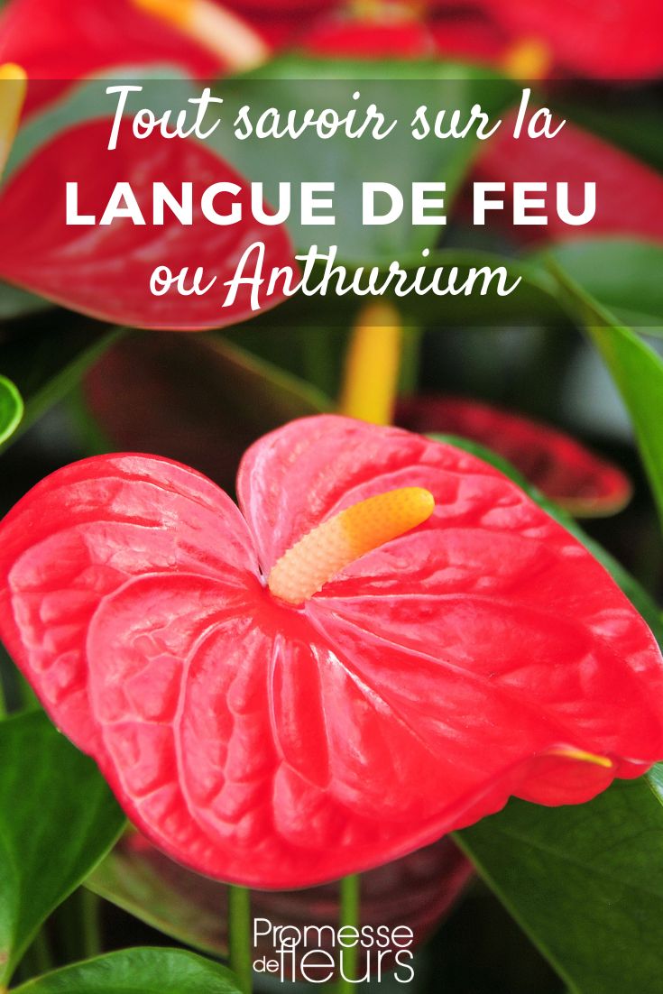 Anthurium - Flamingo Flower: Growing and Caring