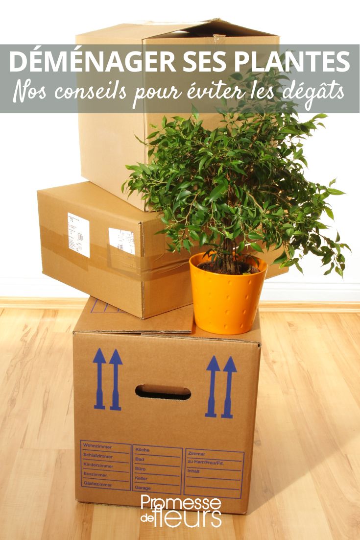 Moving House: Tips for Taking Care of Your Plants