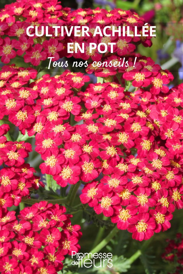 Achillea in a pot