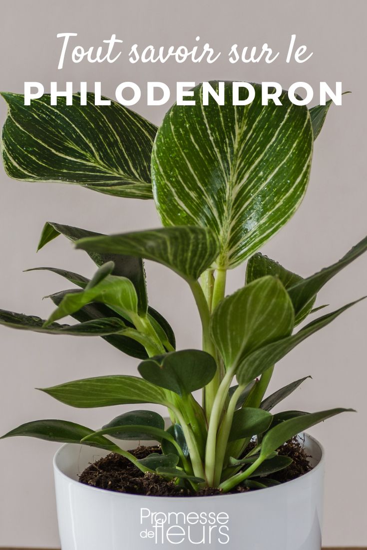 All about Philodendron