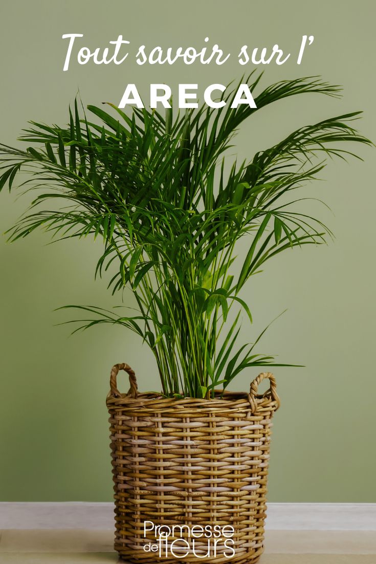 Areca: growing, planting, and caring for indoor palm plants