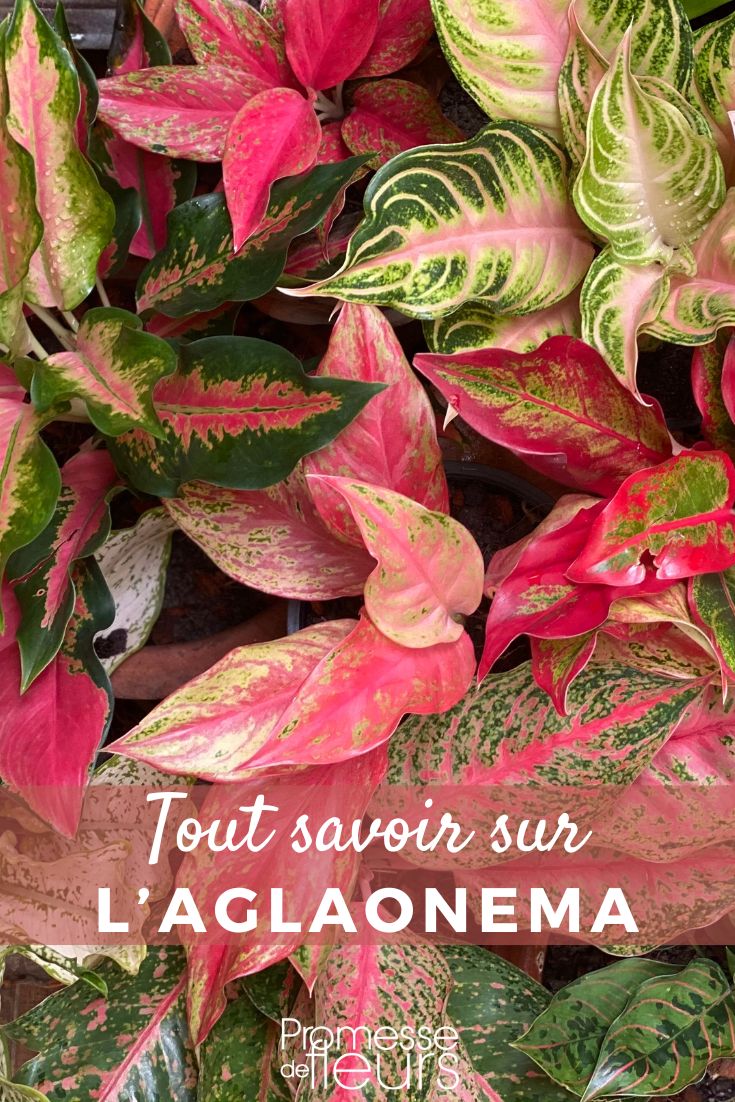 Aglaonema plants