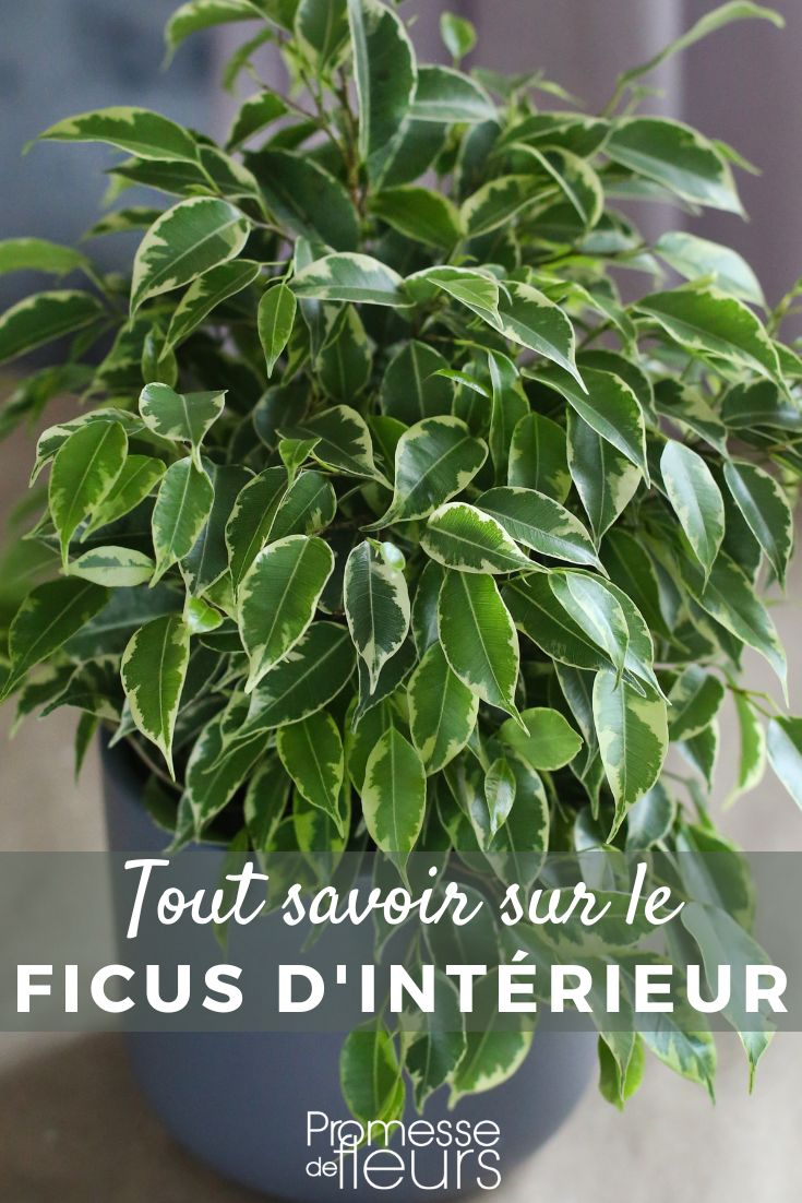 Indoor Ficus: Growing and Caring