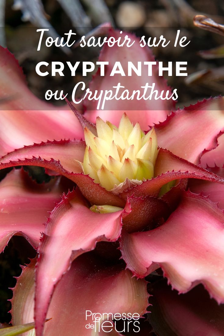 Cryptanthus - Earth Star: Growing and Caring