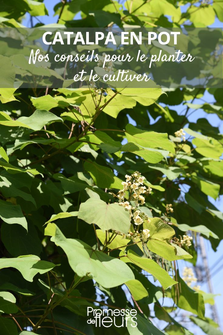 potted catalpa