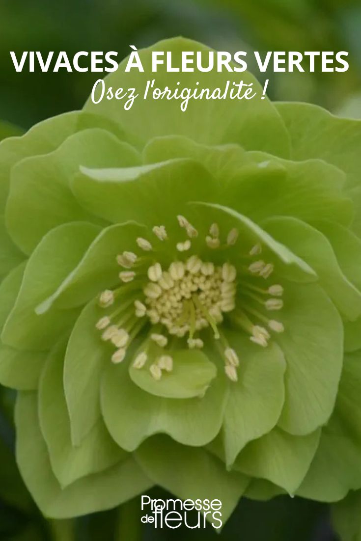 Oriental hellebore