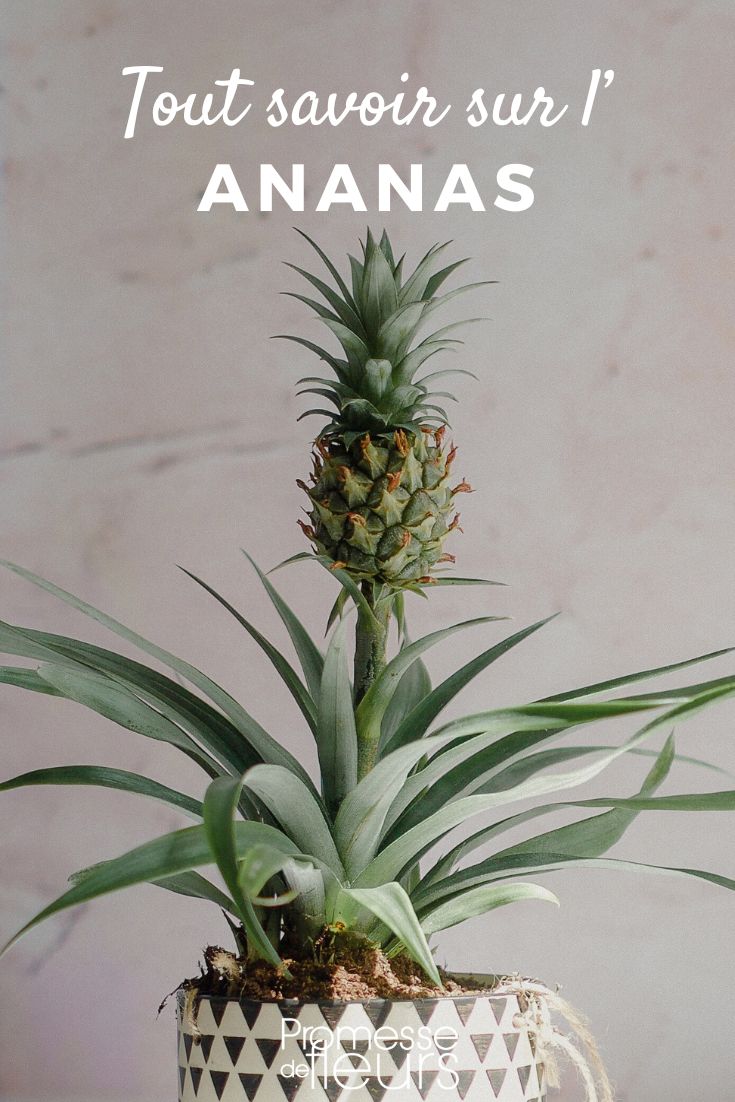 Pineapple: Planting, Growing, and Propagation