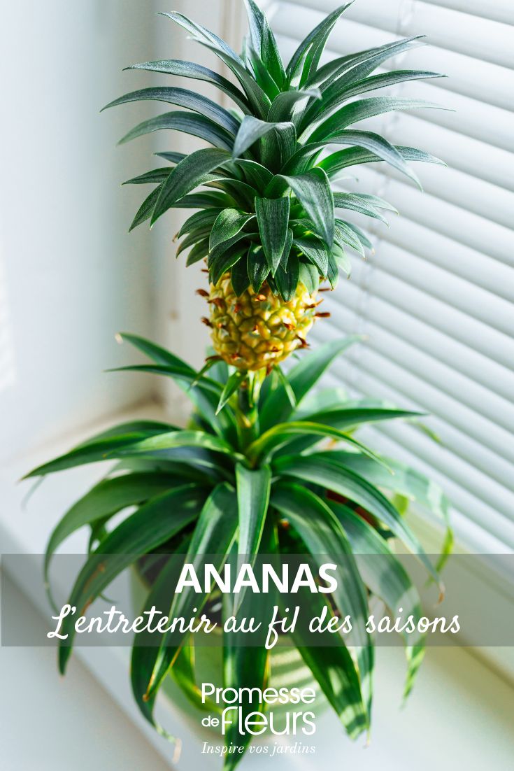 L'ananas (Ananas comosus) est une plante tropicale de la famille des Broméliacées. Il est originaire d'Amérique du Sud et est largement cultivé pour son fruit juteux et sucré. L'ananas est une plante vivace qui pousse à partir d'une rosette de feuilles longues et étroites. Les fleurs de l'ananas sont regroupées en une inflorescence dense au centre de la plante, qui se transformera en fruit une fois fécondée. L'ananas est riche en vitamines C et en manganèse, et est souvent consommé frais, en jus ou en conserve.