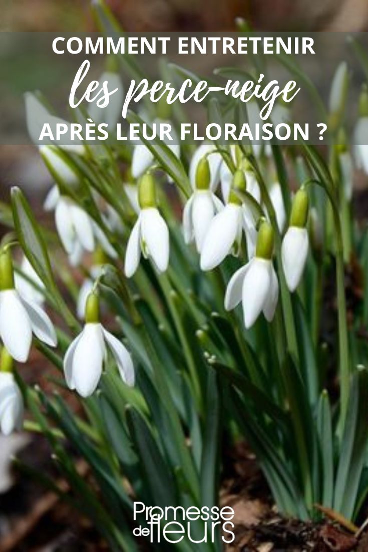 Snowdrop Care

Snowdrops are delicate and charming flowers that bloom early in the year, often signaling the arrival of spring. Here are some tips for caring for these lovely plants:

1. **Planting**: Snowdrops prefer well-drained soil and partial shade. Plant them in the autumn, around September to November, around 3 inches deep and 2-3 inches apart.

2. **Watering**: Snowdrops don't require much watering, especially once they are established. They prefer slightly moist soil but can tolerate dry conditions.

3. **Fertilizing**: Snowdrops don't need much fertilization. A light application of a balanced fertilizer in early spring can help promote healthy growth.

4. **Mulching**: A layer of mulch around snowdrops can help retain moisture and suppress weeds. Avoid covering the tips of the emerging shoots.

5. **Dividing**: Snowdrops can be divided every few years after they finish flowering. Lift the clumps carefully and separate the bulbs, then replant them.

6. **Pests and Diseases**: Snowdrops are generally resistant to pests and diseases. However, they can sometimes be affected by slugs or snails. Keep an eye out for any damage and take appropriate measures if needed.

By following these simple care tips, you can enjoy the beauty of snowdrops in your garden year after year.