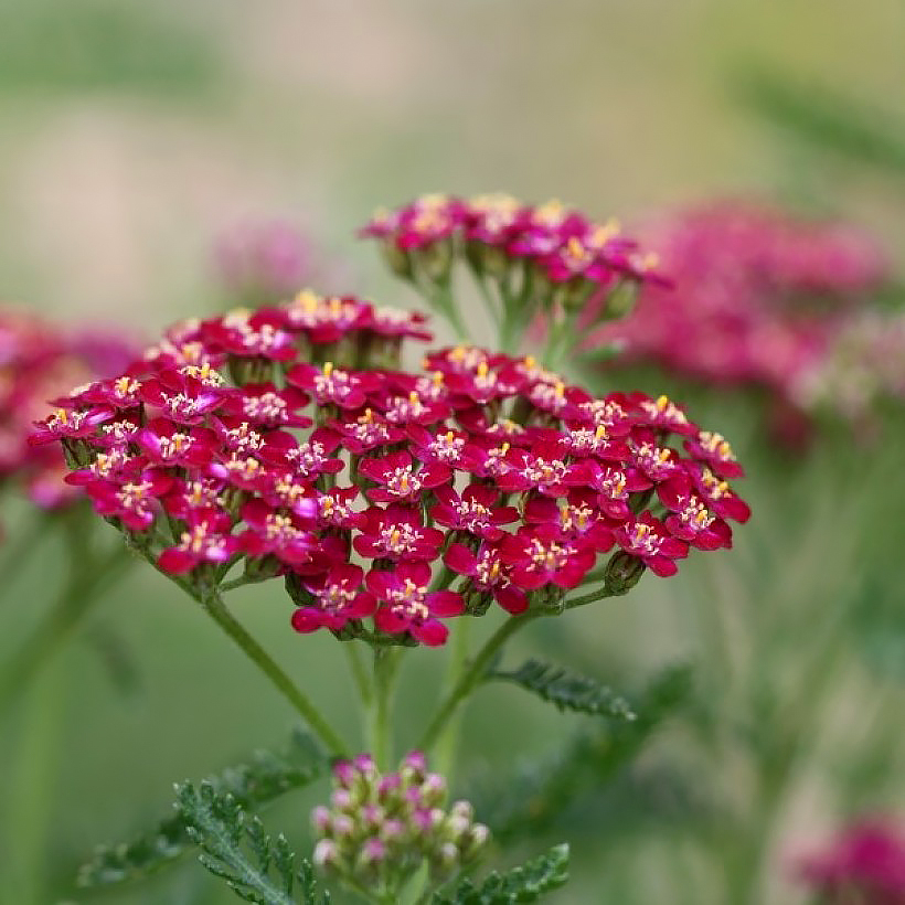 Red Achillea