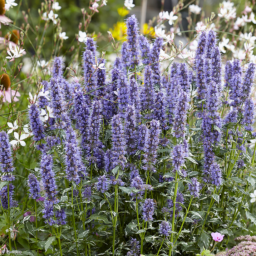 Blue Agastache