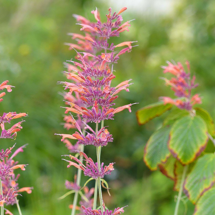 Pink Agastache