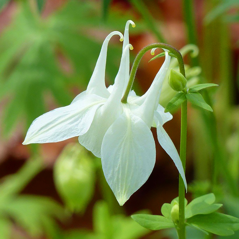 White Aquilegia