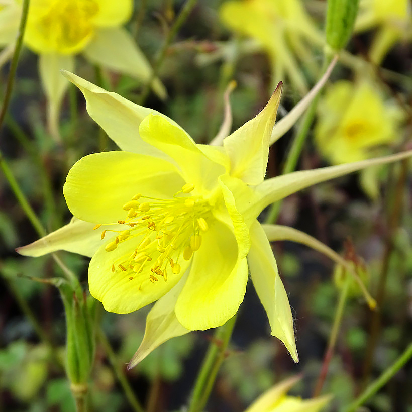 Yellow Aquilegia