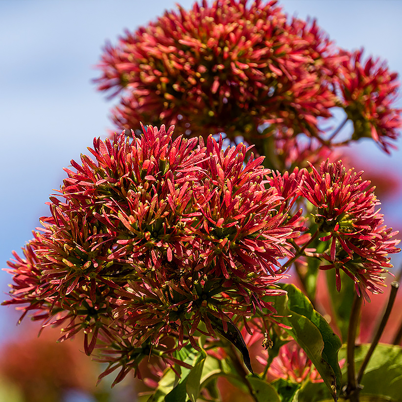 Autumn fragrant bushes