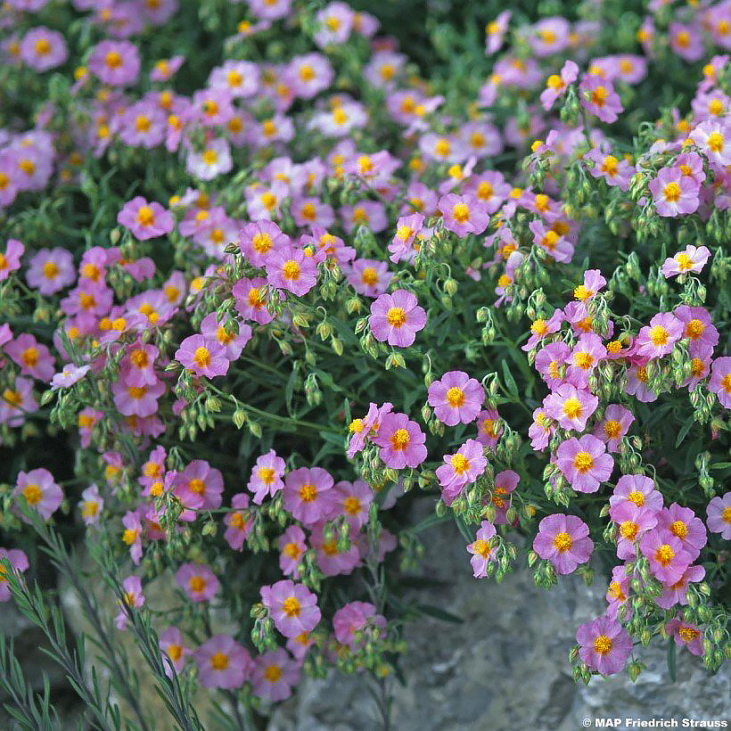 Well-drained and rocky soil shrubs