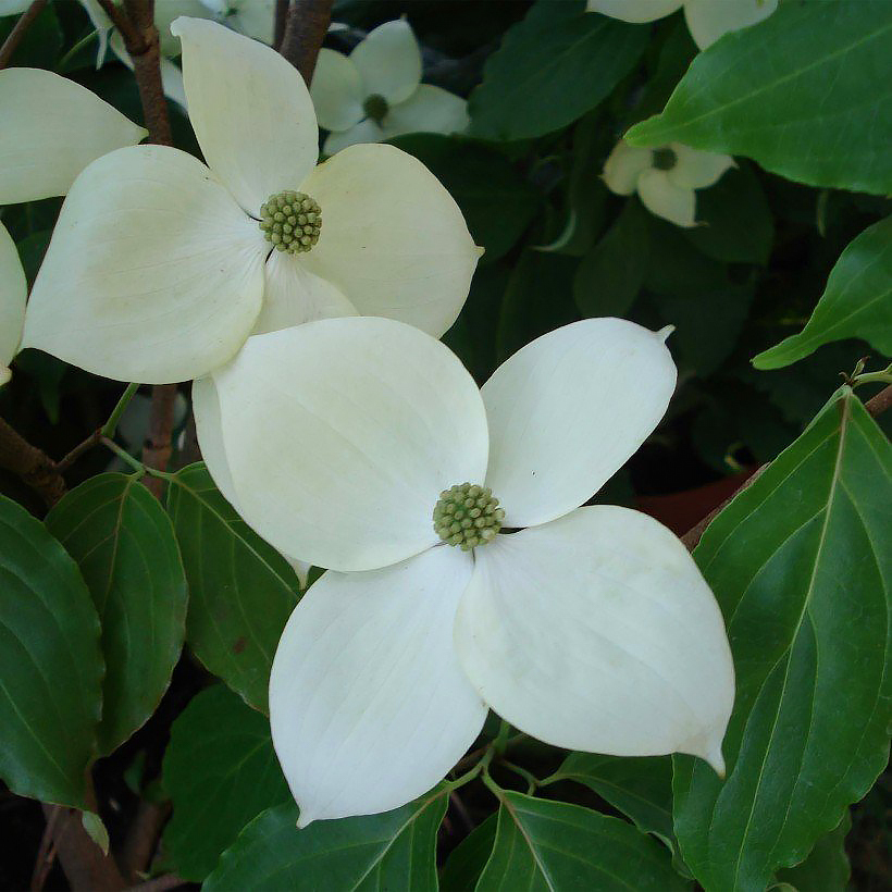 Rich and light soil shrubs