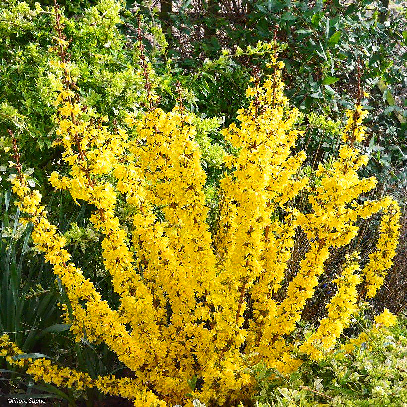 Adaptable shrubs