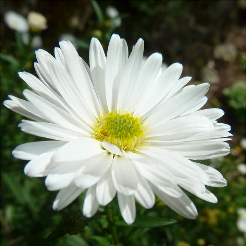 White Asters