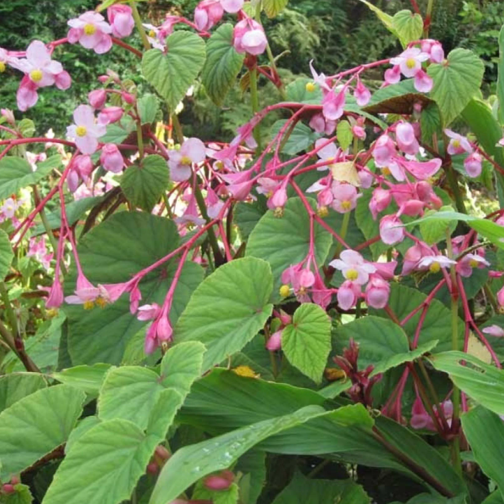 Perennial Begonias