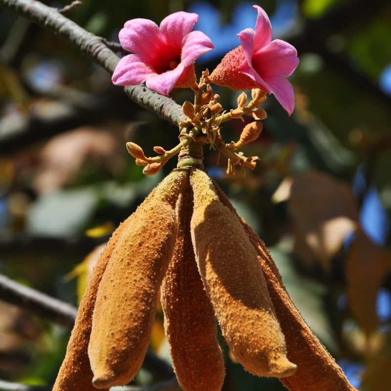 Brachychiton - Bottle tree