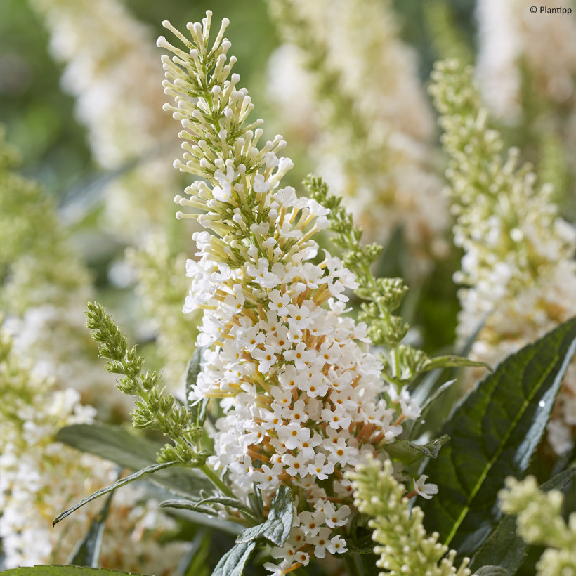 White Butterfly bush