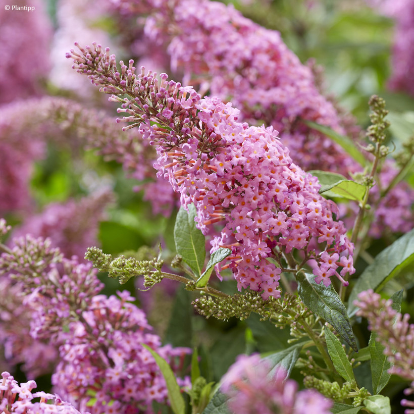 Pink Butterfly bush