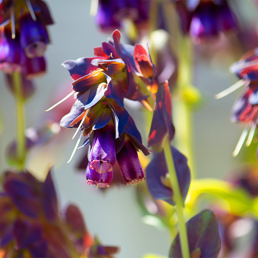 Cerinthe seeds