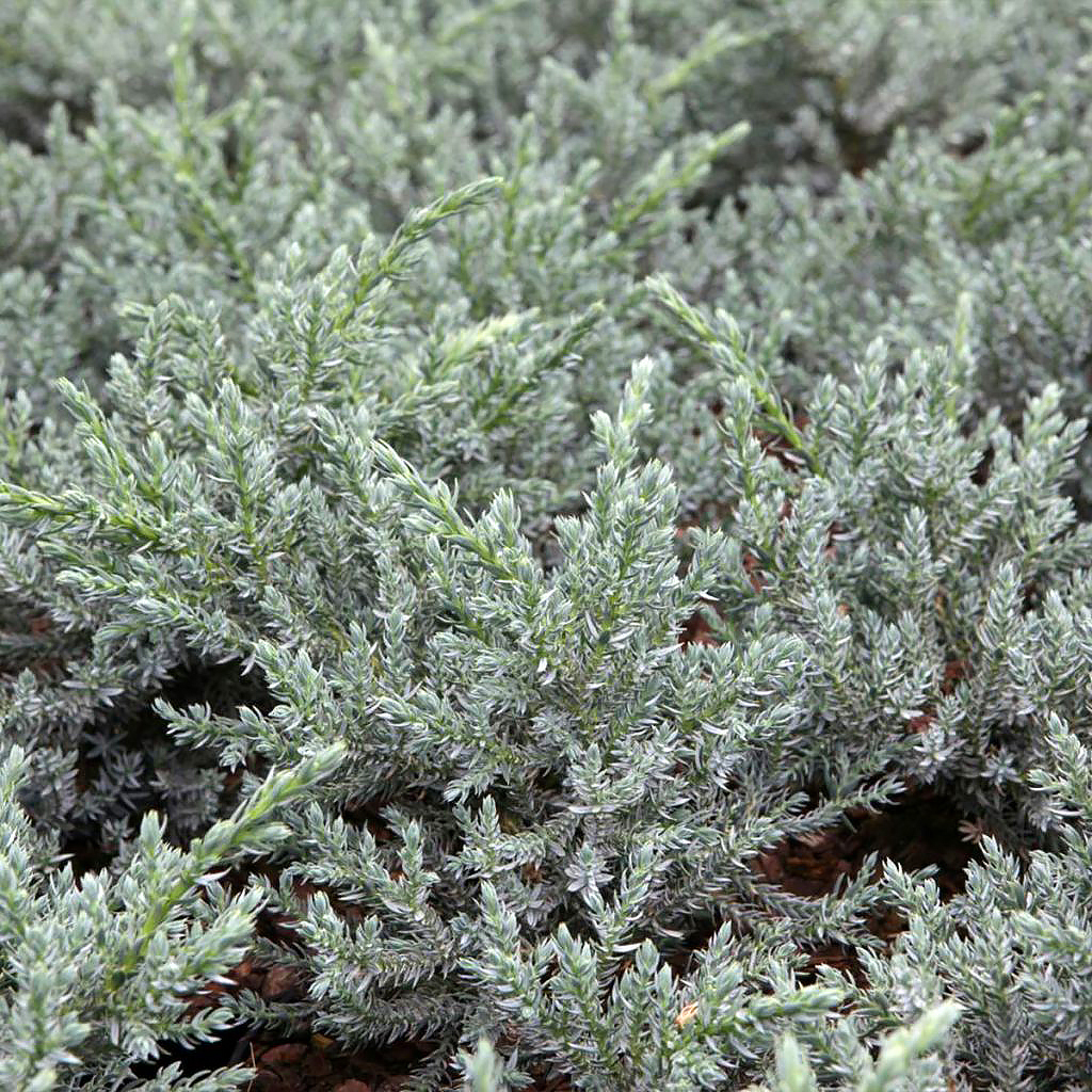 Conifères à feuillage bleu ou gris