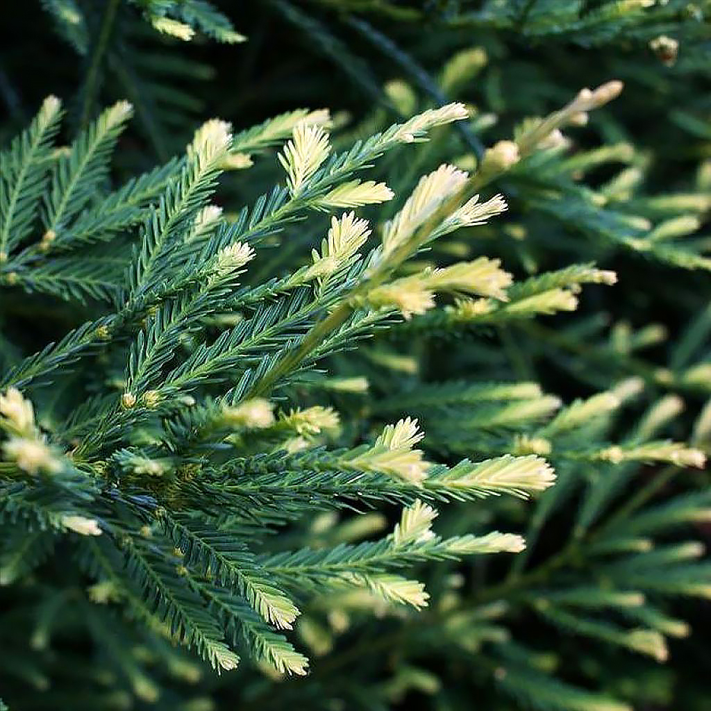 Variegated foliage Conifers