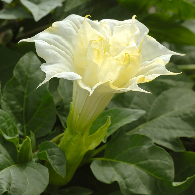 Datura seeds